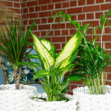 Plante Décorative Intérieur Chamaedorea Dieffenbachie Dracaena