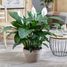 Spathiphyllum Fleur Lune - Plante d'Intérieur Élégante