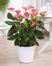 Anthurium Langue - Plante Décorative Intérieure Élégante