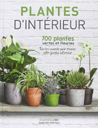 Plante Décorative Intérieur Horticolor - Éclat de Nature dans Votre Maison