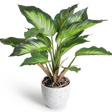 Plante Verte Artificielle Dieffenbachia Picta pour un Intérieur Éclatant