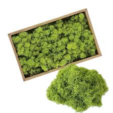 Mousse Décorative Stabilisée ZIOYA - Élégance Naturelle pour Votre Intérieur