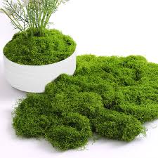 Mousse Décorative : L'Art de la Décoration Florale